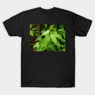 Water Drop or dew on Leaf with green background T-Shirt